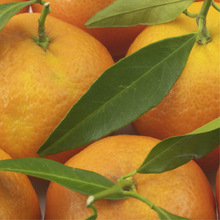Bitters image