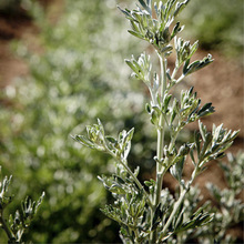 Aromatised wine image