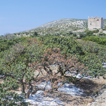 Mastikha/Mastika/Masticha/Mastic/Μαστίχα image