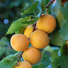 Amaretto liqueurs image