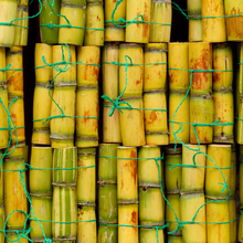 Falernum image