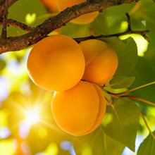 Apricot (brandy) liqueurs image