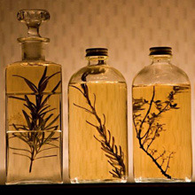 Infusion and maceration image