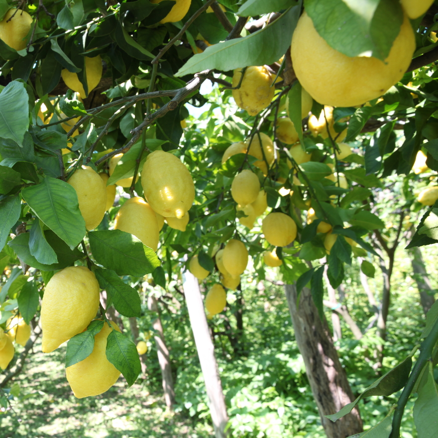 Limoncello/Lemon liqueurs image