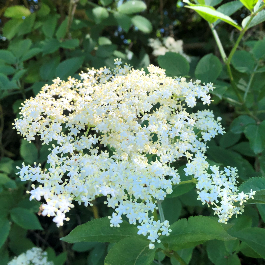 20 best Elderflower liqueur cocktails image